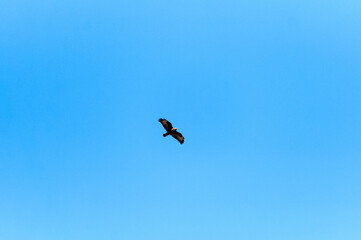 falcon Bird of Prey Soaring Against a Clear Blue Sky