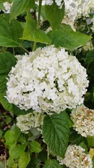 white flowers in the garden