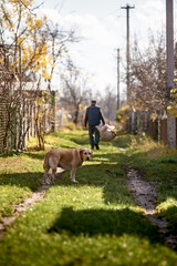 Loyal Labrador Dog Standing on a Grassy Village Road While an Adult Man Carries a Sack in Autumn