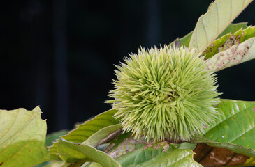 Large chestnut growing with a green stickery layer