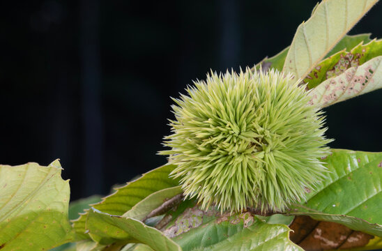 Large chestnut growing with a green stickery layer