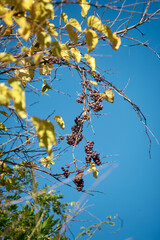 Green Grapes Cluster on Dry Autumn Vines in Golden Sunlight