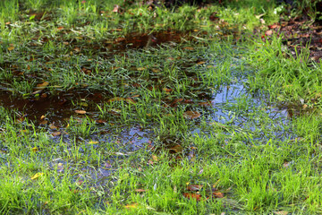 Puddle on the green grass in the park. Selective focus.