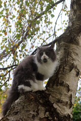 Beautiful fluffy gray and white Persian cat sitting on a Birch tree