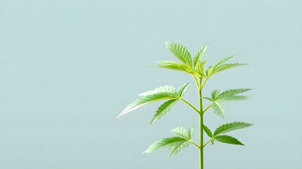 Fototapeta premium A young vibrant green cannabis seedling with distinct leaves and stem is depicted in a clean studio environment with a pale blue green backdrop emphasizing natural development