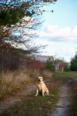 Labrador Retriever Sitting on Rustic Country Road in Autumn