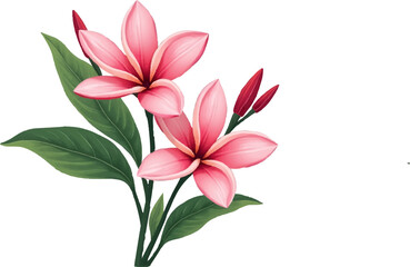 Fototapeta premium pink lily isolated on white
