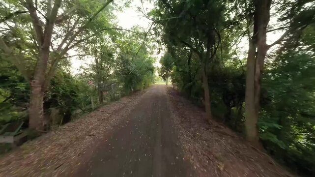 Dynamic FPV cinematic drone footage flying over a rural farm road at sunrise. Reveals lush cassava (tapioca) and corn fields, a farm pond, and a large tree in Isaan, Thailand. Perfect for agriculture,