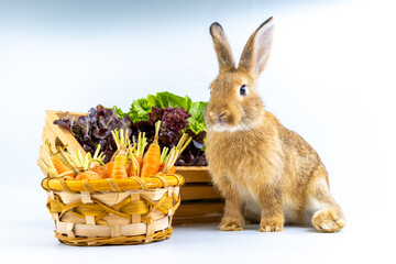 Healthy lovely baby bunny easter rabbit eating food, carrot, grass on green garden nature background. Cute fluffy rabbits with green vegetables, nature life. Symbol of easter day.