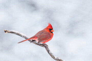 Northern Cardinal male - Cardinalis cardinalis perched on a snow covered branch on a cold winter day in Canada