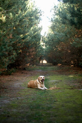Labrador Resting on Mossy Path in Pine Forest Tunnel