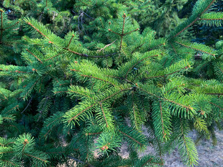 green fir tree branches, nature, flora