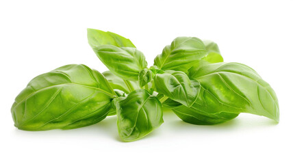 Fototapeta premium A vibrant cluster of fresh Italian basil leaves, essential for pesto and Mediterranean cooking, isolated on white