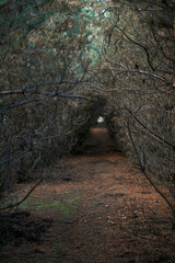 Dark Forest Tunnel with Barren Branches Leading to Light