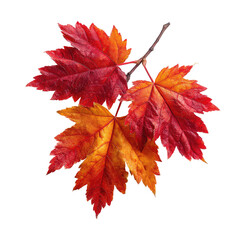 Vividly colored autumnal maple leaves in shades of red, orange, and yellow, with a black background
