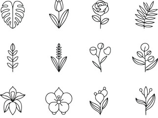 Fototapeta premium Hand Drawn Botanical Elements Collection floral leaf