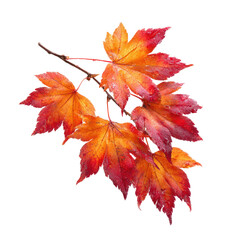 Close-up of vibrant autumn maple leaves in shades of red and orange on a small branch, black background