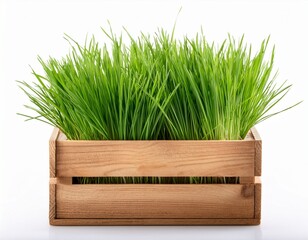 wooden box with green grass isolated on white background