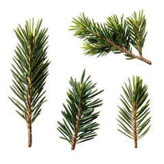 Isolated evergreen sprigs, showcasing needles and detailed textures