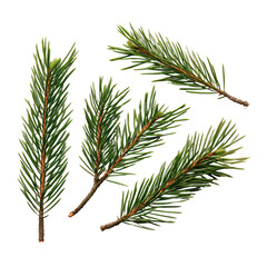 Four spruce branches with short, needle-like leaves on a black background