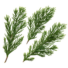 Close-up of four evergreen conifer sprigs with detailed needles, arranged against black