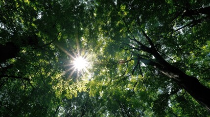 Fototapeta premium A serene view of sunlight filtering through a lush canopy of green leaves, creating a peaceful and natural atmosphere.