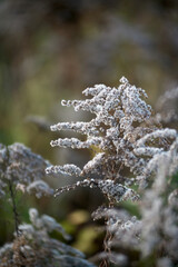 Close-up of Fluffy Dried Weed Seed Head in Late Autumn