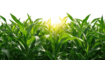 A dense, vibrant field of green corn stalks basks in sunlight. The leaves overlap, creating texture