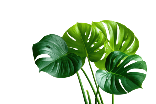 Lush green monstera leaves against a stark black backdrop, showcasing tropical foliage