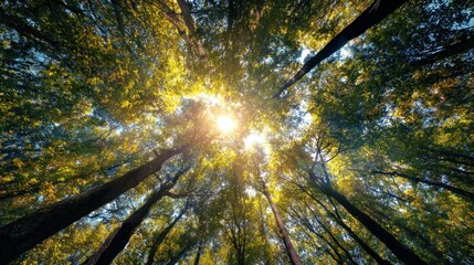 Obraz premium A vibrant view of sunlight filtering through tall trees, creating a serene and enchanting forest atmosphere.