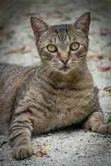 Naklejka premium portrait of a cat