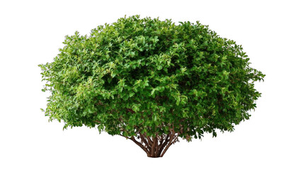 Fototapeta premium A lush, rounded shrub with dense green foliage, showcasing vibrant leaves and a strong, sturdy base.