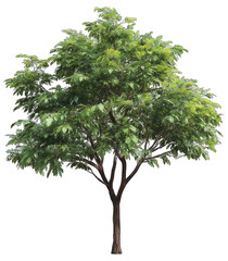Obraz premium A lush tree with abundant green leaves and a sturdy trunk, showcasing a healthy and vibrant structure.