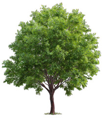 Obraz premium A lush green tree with a full canopy and sturdy trunk, showcasing vibrant leaves and a symmetrical shape.