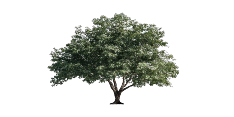 A lush, green tree with a broad canopy, showcasing a rich texture and dense foliage.