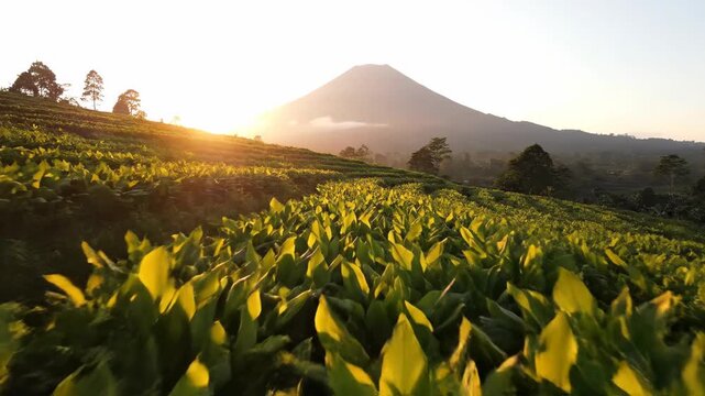 Turmeric Plantation at Sunrise with Majestic Mountain Backdrop Golden Field Trees and Clear Sky in Warm Tone Idyllic Scenery Tranquil Vistas