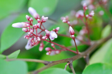 Fototapeta premium Averrhoa carambola L, Averrhoaceae or Carambola or Oxalidaceae or Star Apple flower or Star Fruit with flowers
