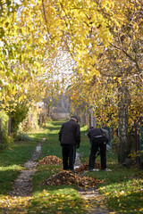 Two Men Raking Fallen Yellow Leaves on a Sunny Rural Path