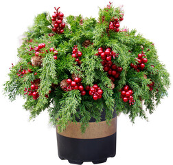 Christmas decorative plant pot on transparent background