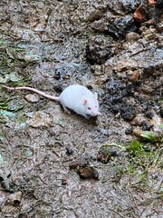 rat in the forest