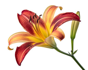 vibrant red and yellow lily flower close up  