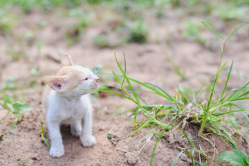 Small white and ginger kitten standing on dry brown soil.