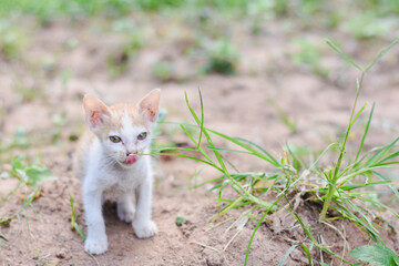 Small white and ginger kitten standing on dry brown soil.