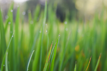 Close-up of green grass blades with dew drops, bokeh background.