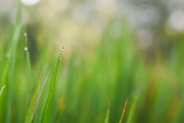 Close-up of green grass blades with dew drops, bokeh background.