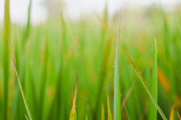 Close-up of green grass blades with dew drops, bokeh background.