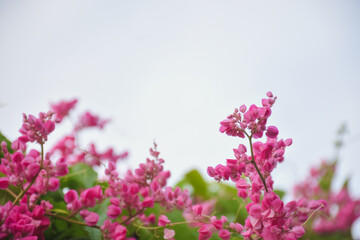 Bright pink coral vine flowers against a light sky background.