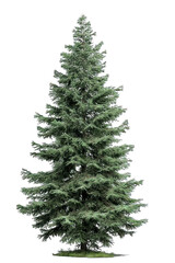 A tall evergreen tree with dense green foliage, showcasing a symmetrical shape and lush branches.