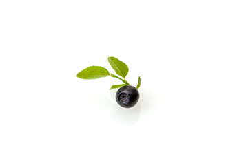 The blueberry berry is isolated on a white background. Delicious and healthy wild berry bilberries