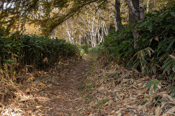 シラカバと笹に囲まれた志賀高原・木戸池の遊歩道